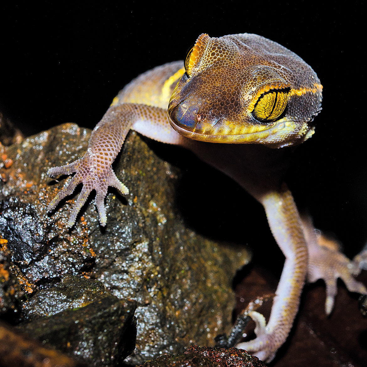 Deccan banded gecko