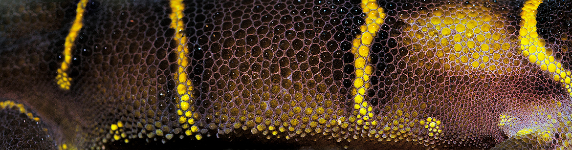 Deccan banded gecko's skin pattern