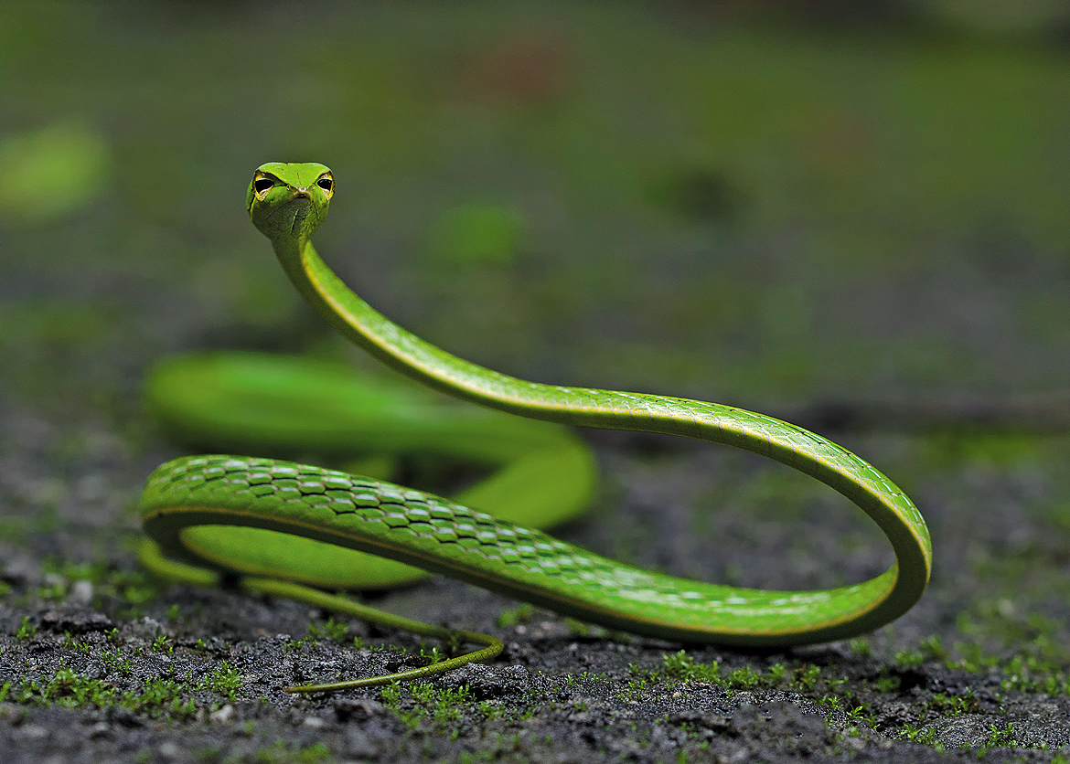 Green vine snake