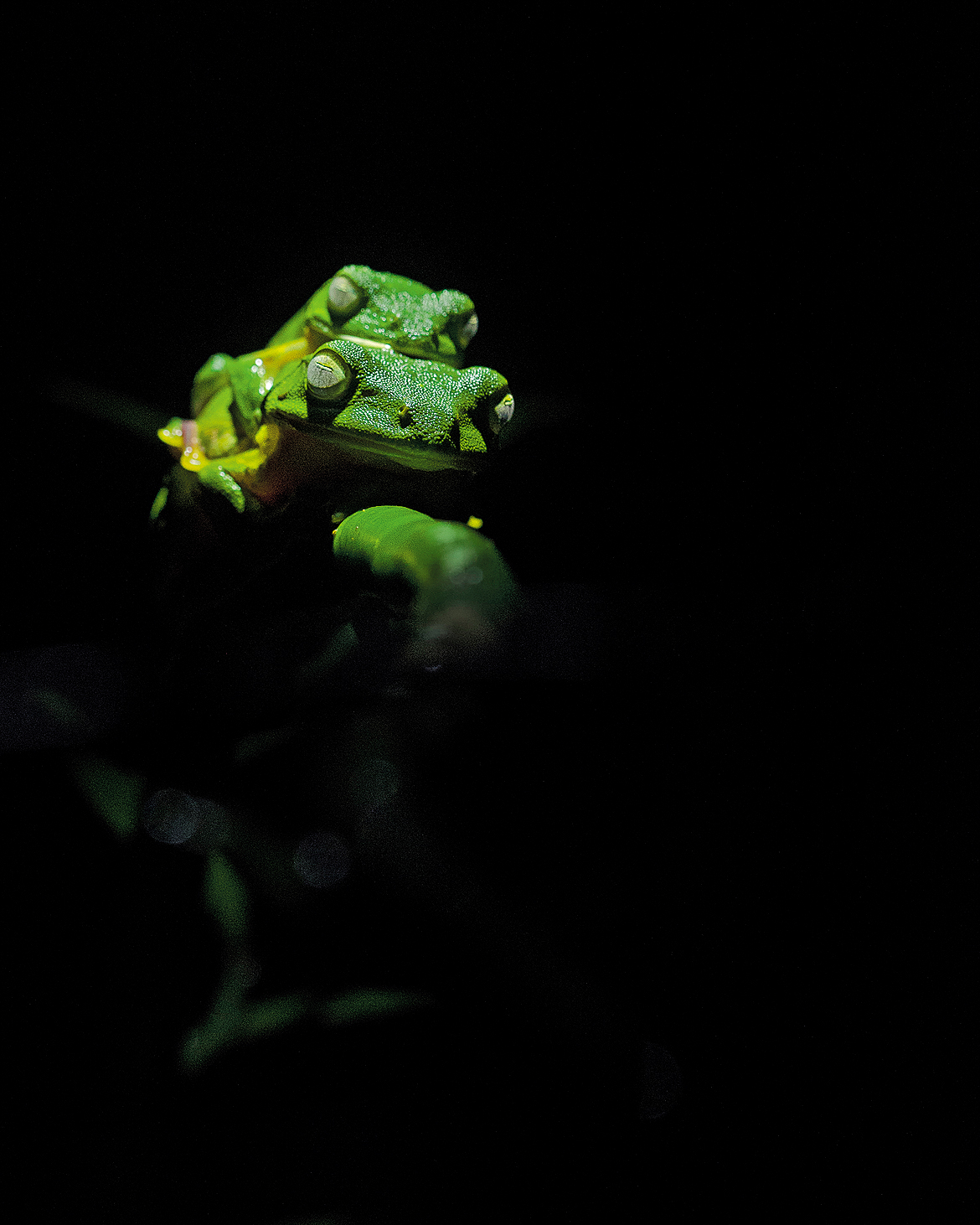 Malabar gliding frogs mating