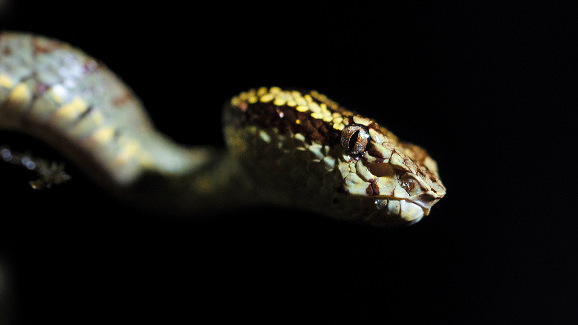 Malabar pit viper