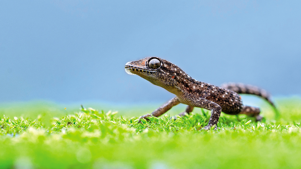 A Brooke's gecko