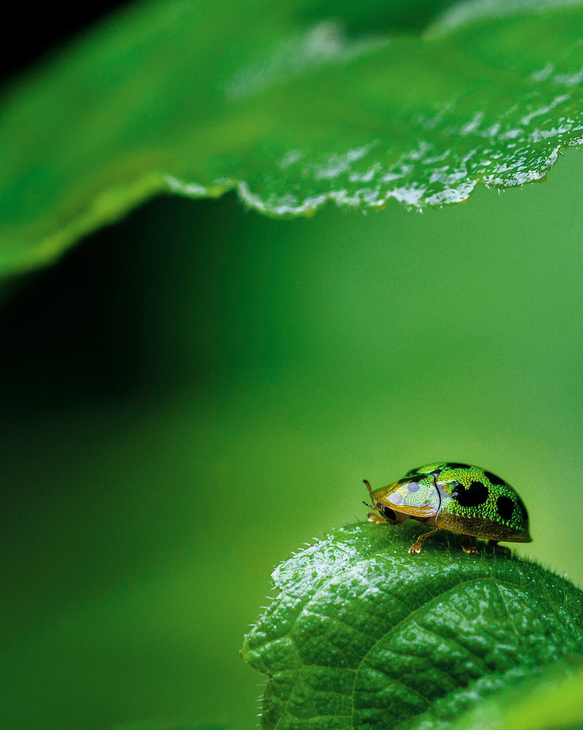 A colourful tortoise beetle