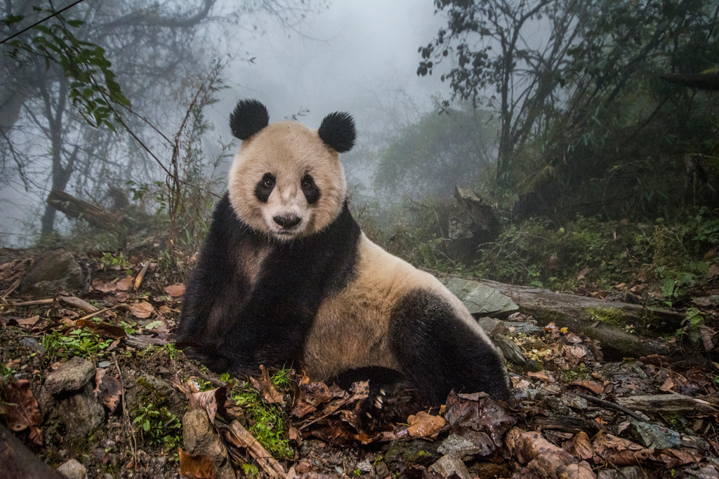 Ye Ye, a 16-year-old giant panda, lounges in a wild enclosure at a conservation center in Wolong Nature Reserve. Her name, whose characters represent Japan and China, celebrates the friendship between the two nations. Ye Ye’s cub Hua Yan (Pretty Girl) is being trained for release into the wild.