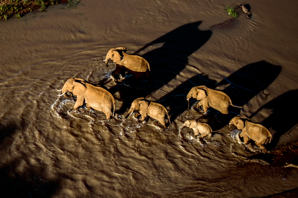 A herd of elephants cross a river at Loisaba Conservancy in Laikipia, northern Kenya. More than 800 elephants spend significant time her and the conservancy works to protect this important elephant migratory pathway. Elephants are excellent swimmers and if faced with a strong current, they will use their trunk as a snorkel and then march right across rivers 12 feet deep. Long ago people thought that ancestral elephants may have come out of the seas. A popular myth was that their trunk evolved as a sort of snorkel in more aquatic settings.