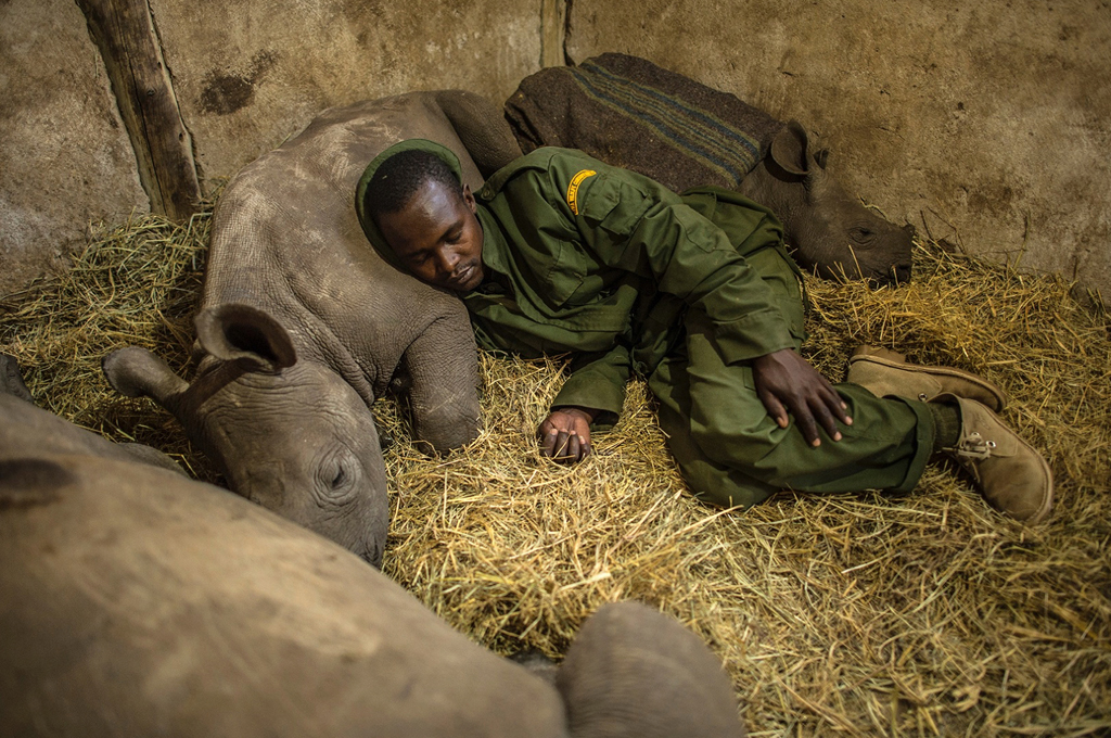 Yusuf, a keeper at the Lewa Wildlife Conservancy sleeps among orphaned baby rhinos at Lewa wildlife conservancy in Kenya.