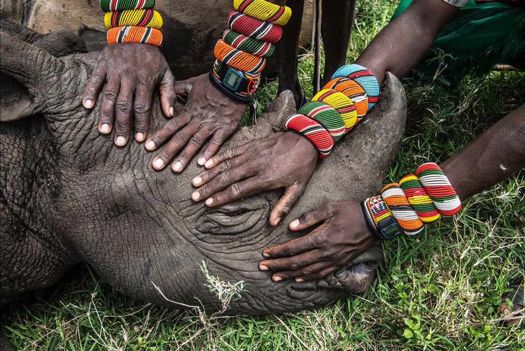 A group of Samburu warriors see a rhino for the first time at the Lewa Wildlife Conservancy. Much needed attention has been focused on the plight of wildlife and the conflict between heavily armed poachers and increasingly militarised wildlife rangers, but very little has been said about the indigenous communities on the frontlines of the poaching wars and the incredible work they do to protect these animals. These communities hold the key to saving Africa's great animals.