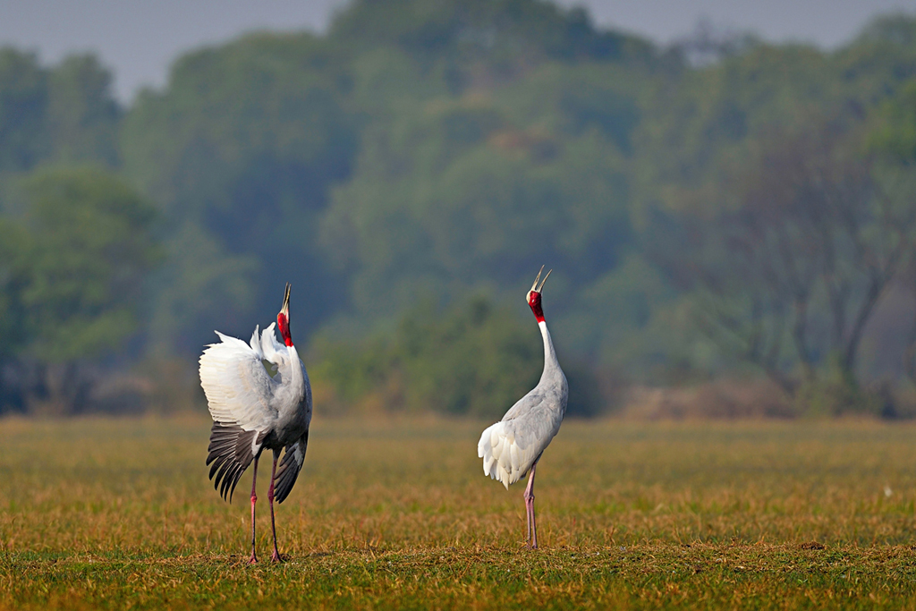 A beautiful shot of Sarus Crane (Grus antigone) in the wild.