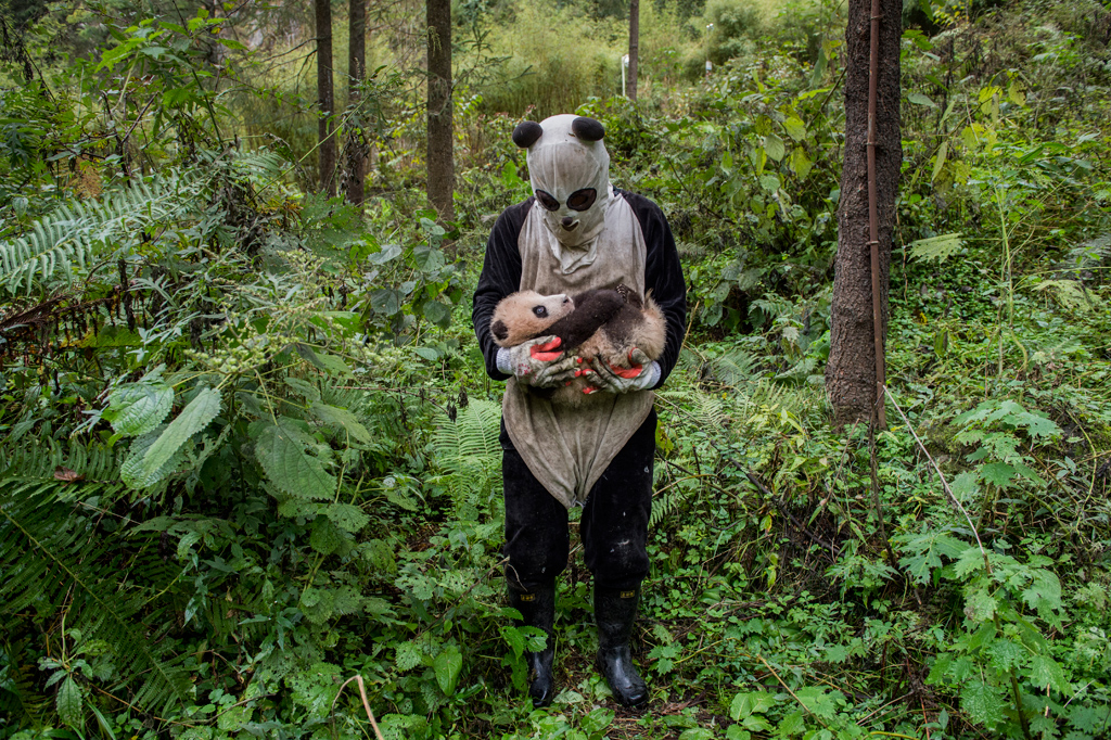 A panda keeper does a health check up on the cub of giant panda Xi Mei at the Wolong Nature Reserve managed by the China Conservation and Research Centre for the Giant Panda in Sichuan Province.