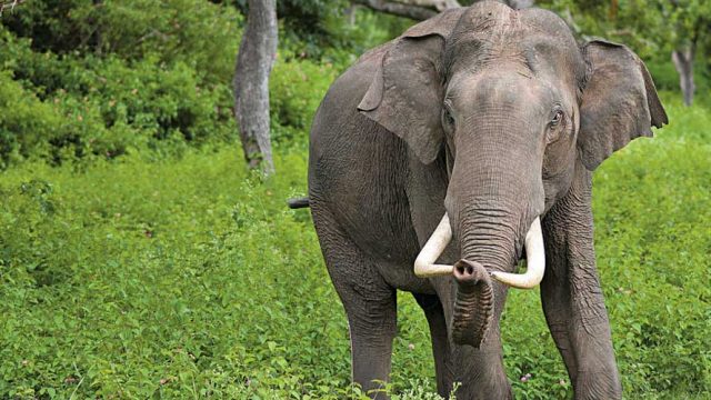 Chandaka Dampara Elephant Sanctuary 