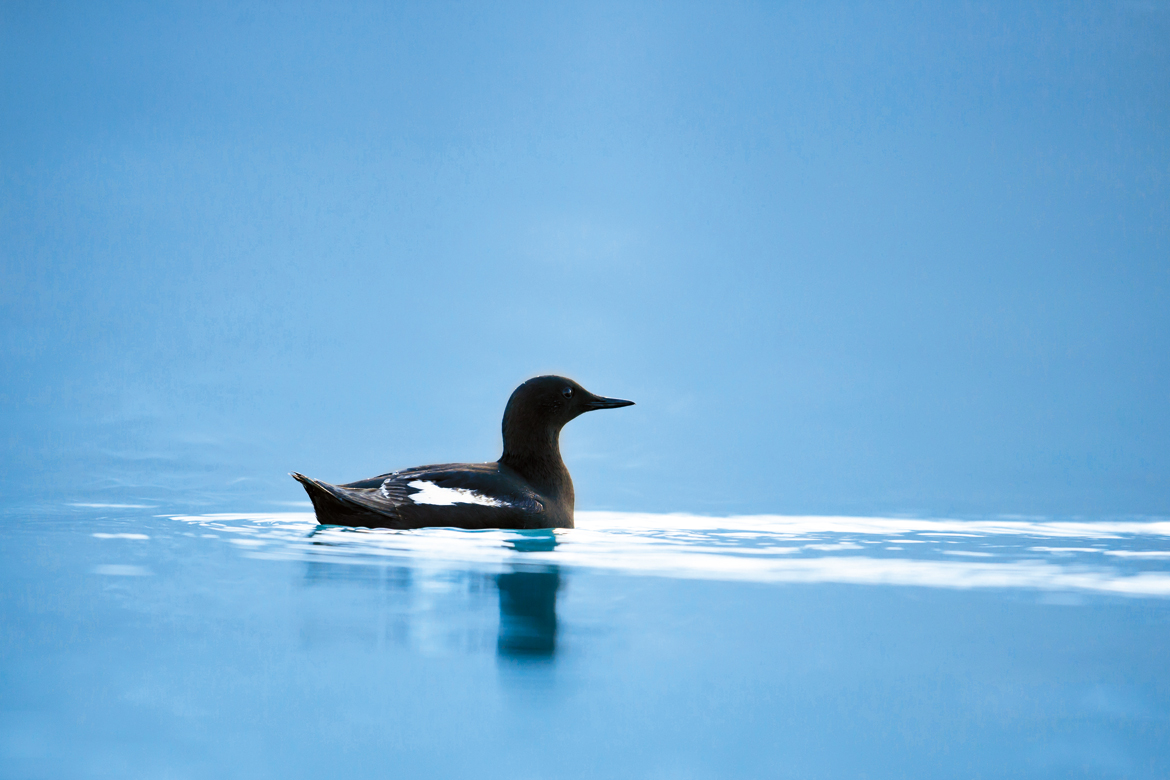 A guillemot