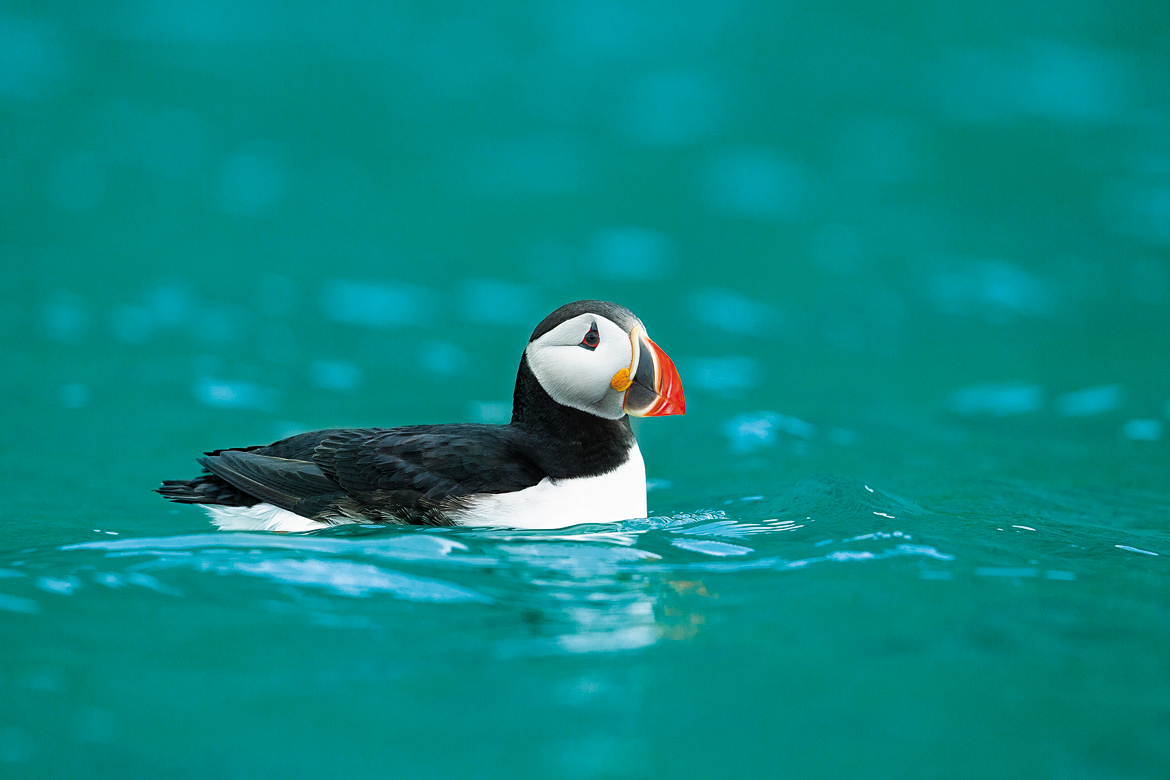 The region is rich in birdlife as well. Seen here is a puffin