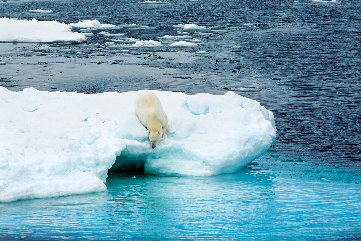 Intimate encounters with polar bears make for dramatic photographs