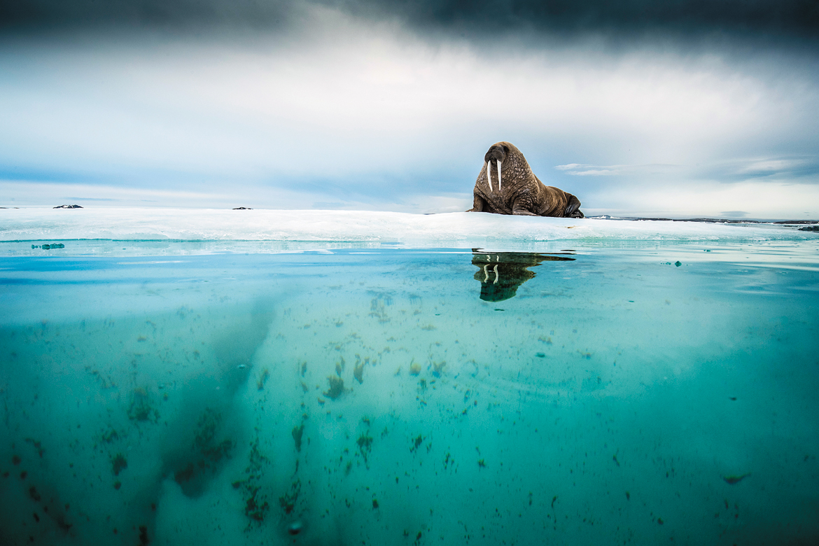 A walrus on ice