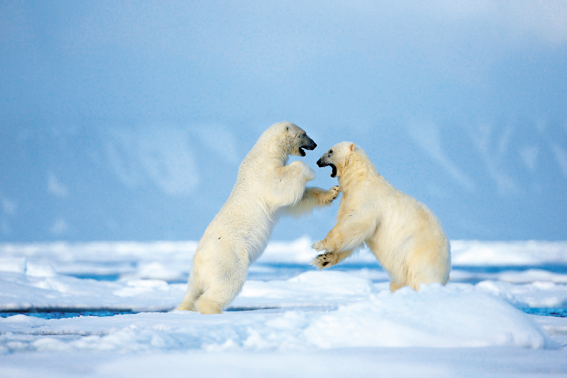 Svalbard is the most spectacular place to see the iconic polar bear