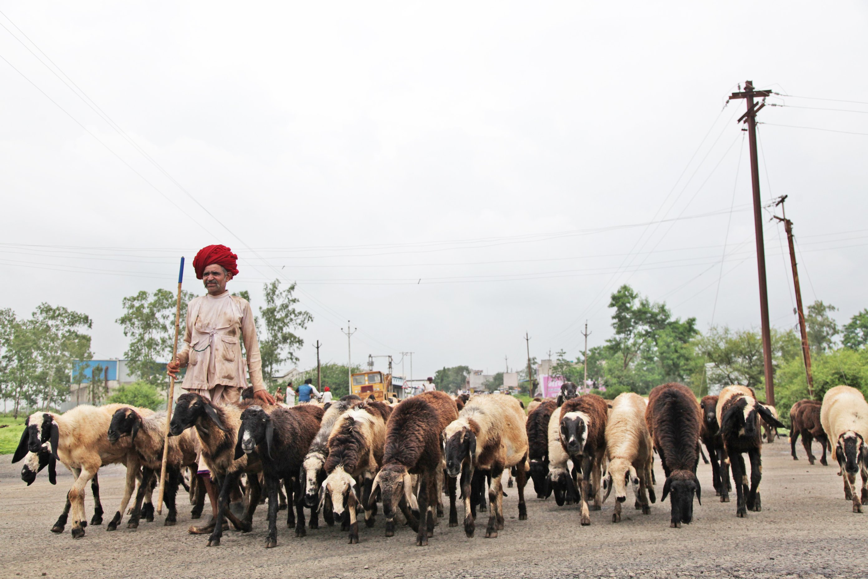 A turbaned Garediya man shepherds his flock of sheep along the highway at Sardarpur, midway between Dhar and Bagh