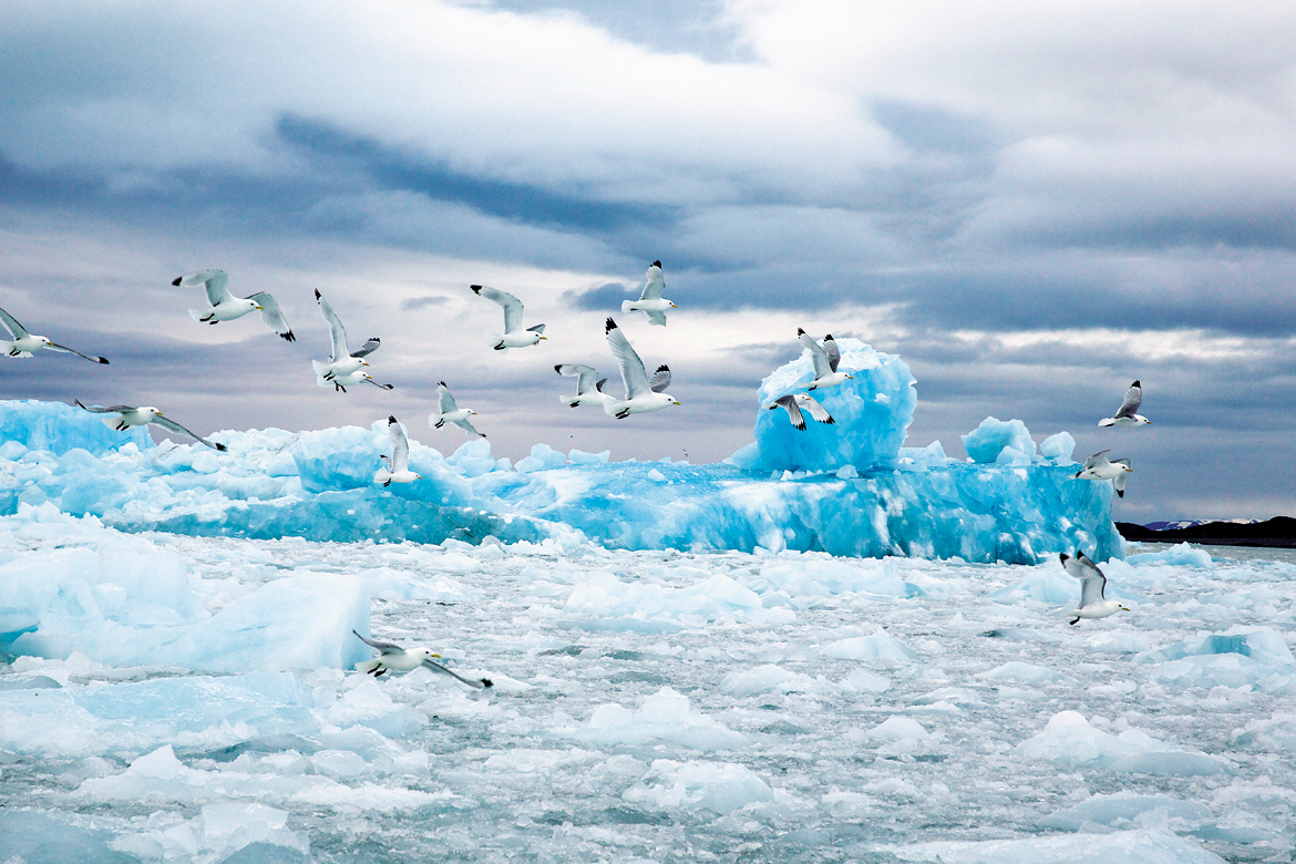 Gulls