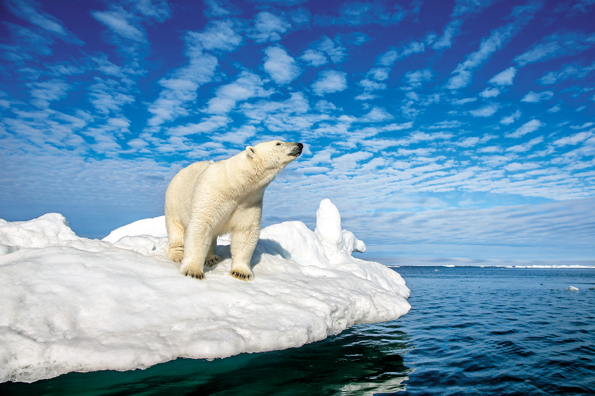 Tufts of cloud in an azure sky loom over a solitary polar bear on drift ice