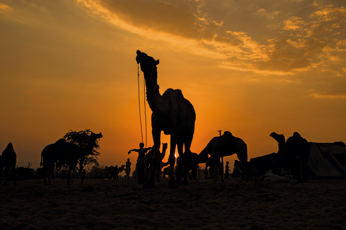 Camels relaxing at sunset after a hard day’s work.