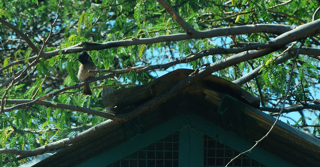 Bulbul, a common songbird