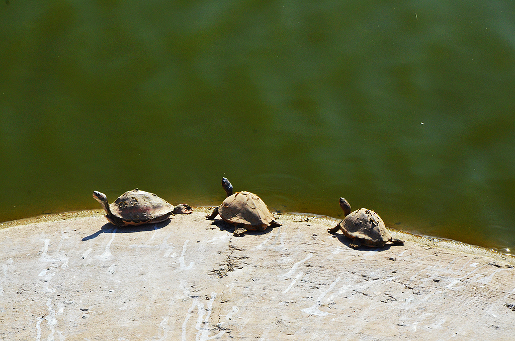 Indian flapshell turtles basking in the sun by the Pushkar lake