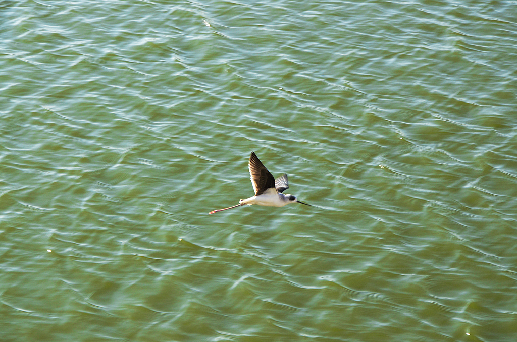 Red-wattled lapwings are a common sight on the banks of Pushkar Lake