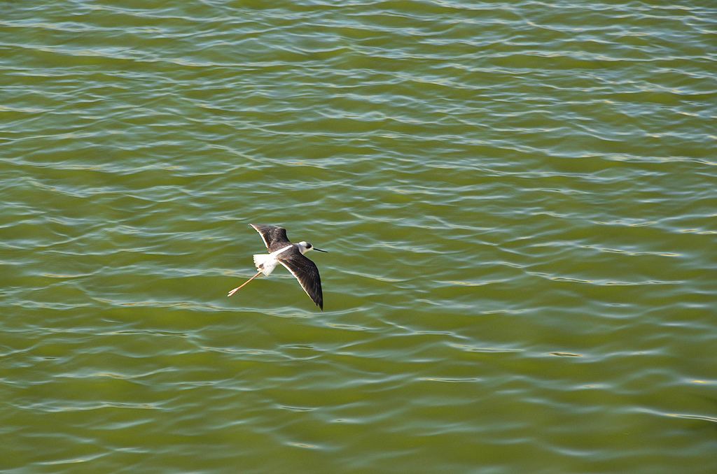 Red-wattled lapwings are a common sight on the banks of Pushkar Lake