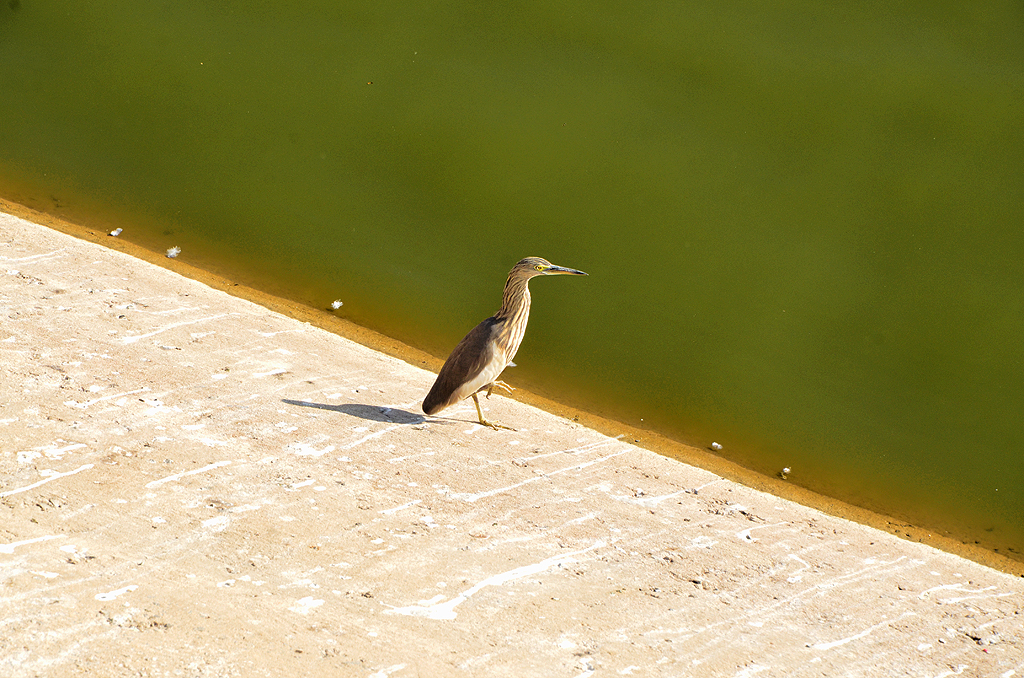 Indian pond heron