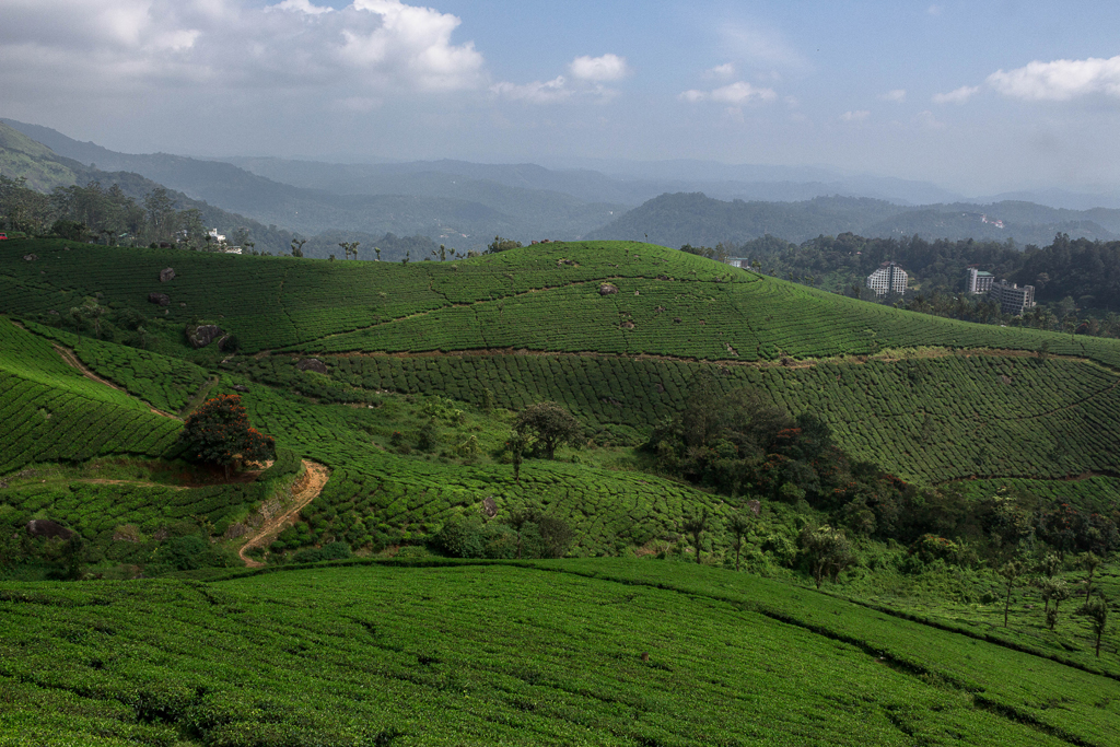 Tea cultivation in Munnar was introduced in the pre Independence era.