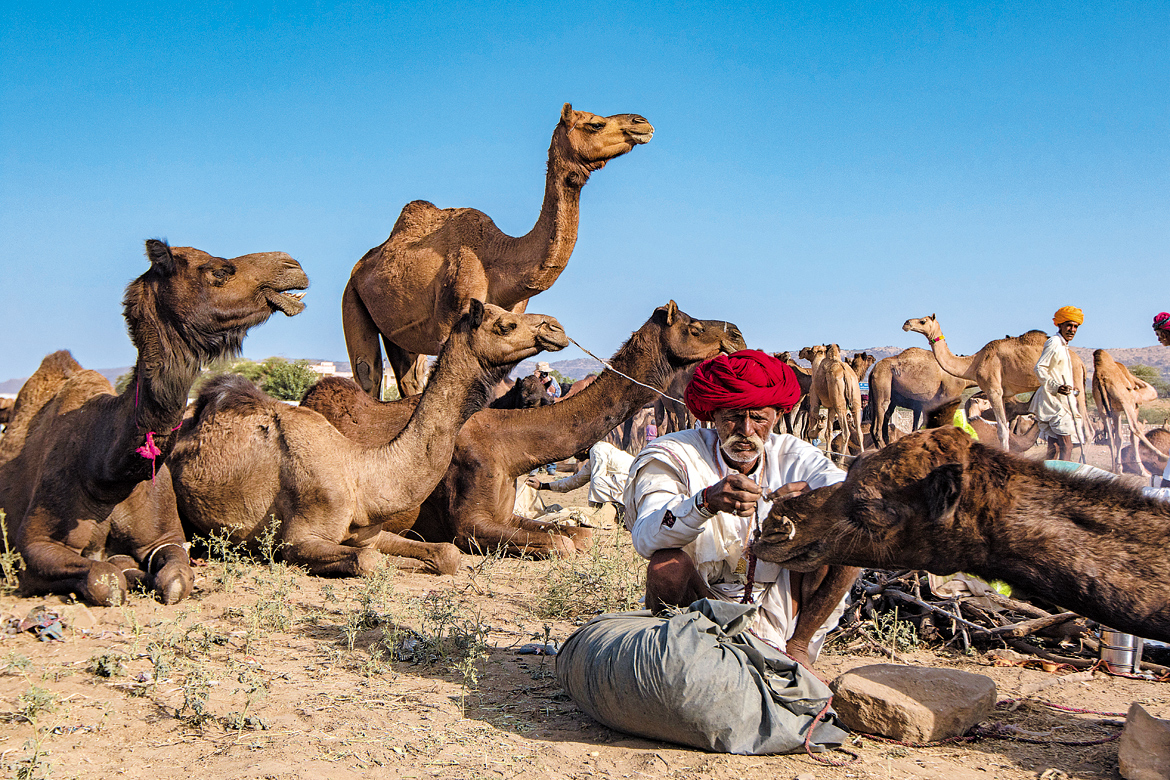 An owner threading a rope through the pierced nose of his camel.