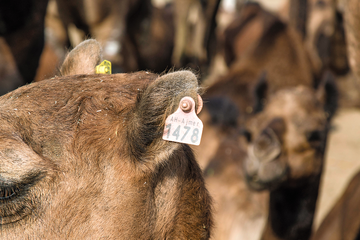 A tagged camel for sale.