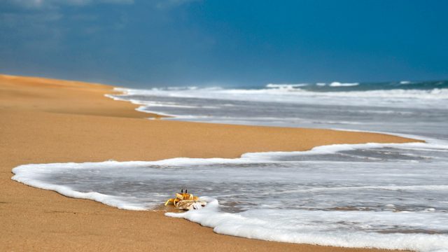 A crab scavenges on a dead fish at the sea Mouth Island