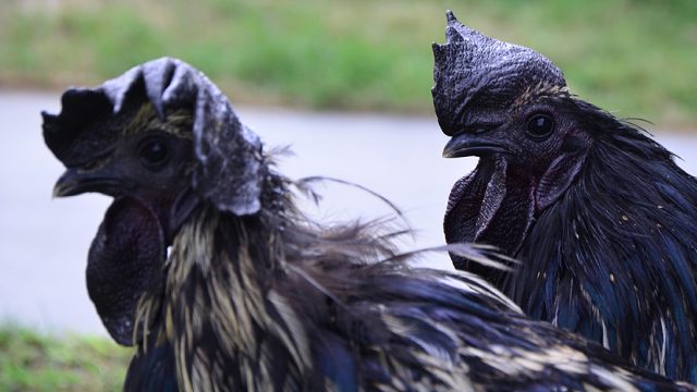 Kadaknath