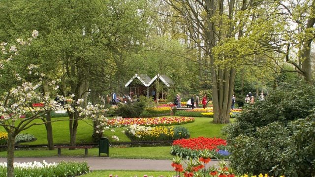 Tupils in full bloom at Keukenhof Garden