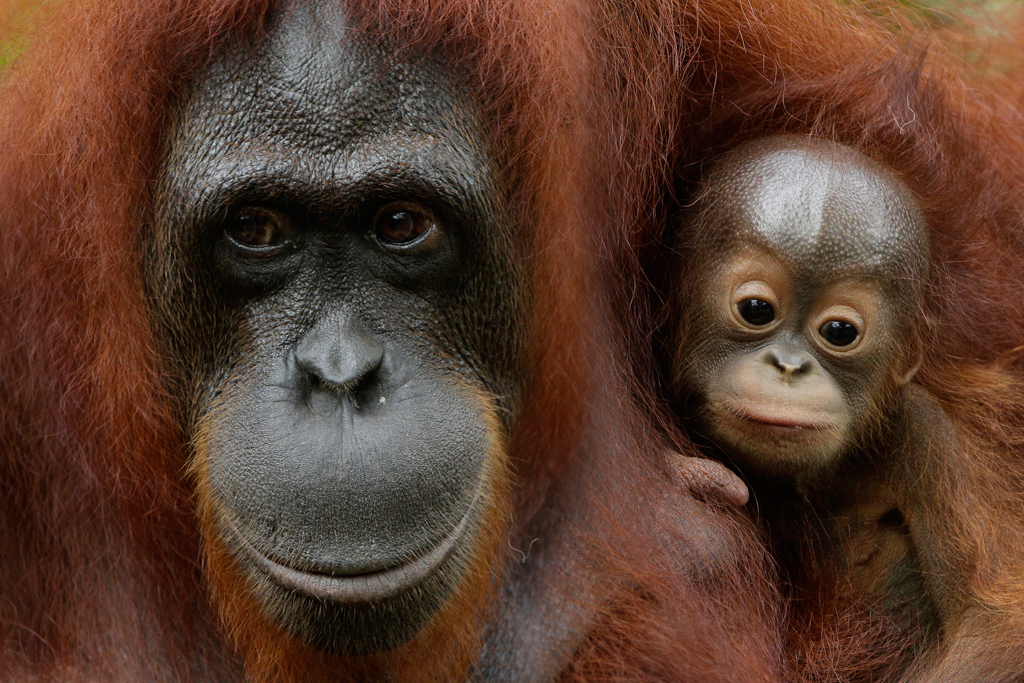 Bornean orangutan Khansa