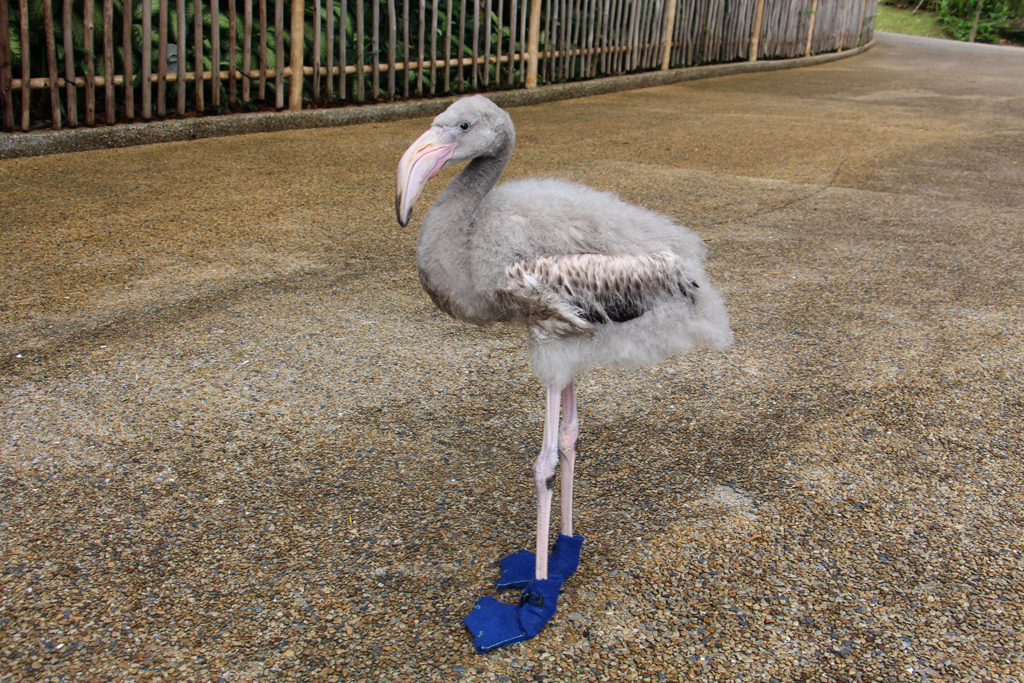 Squish, the flamingo with blue shoes!