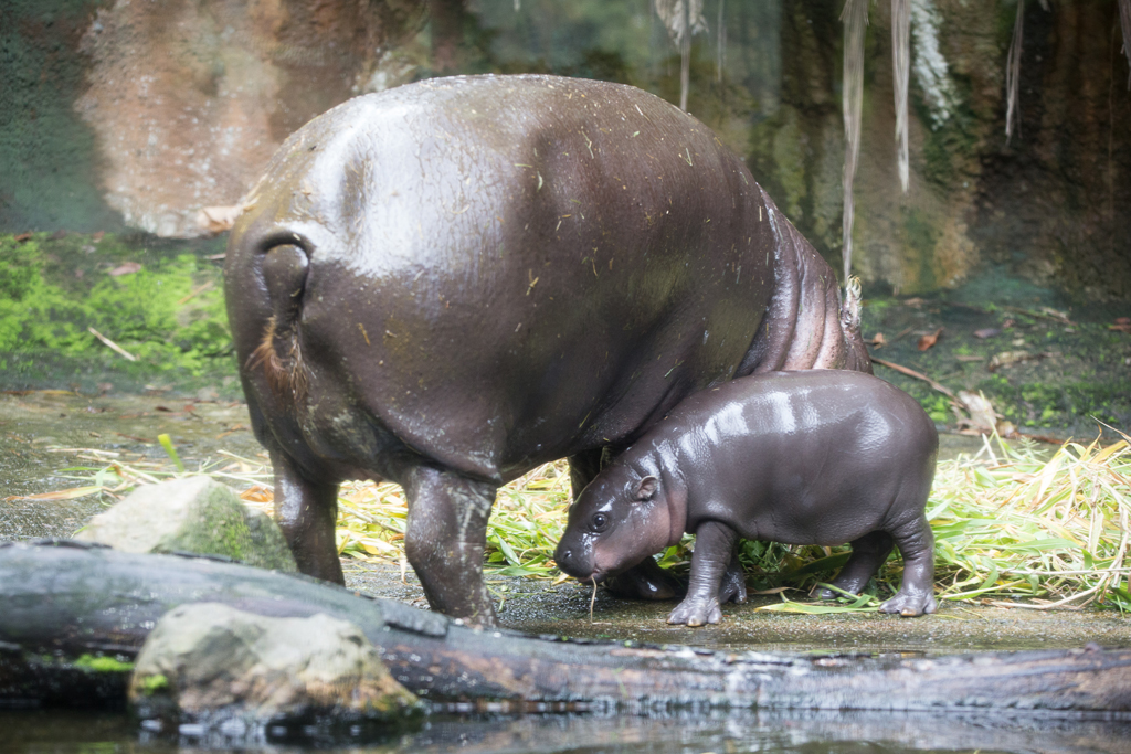 Abina, an endangered baby female pygmy hippo