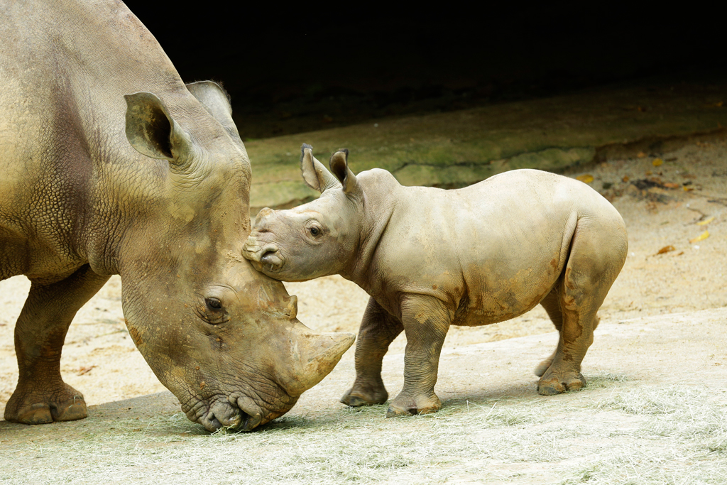 Oban, the white rhino calf