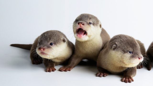 Baby Asian small clawed otters in Singapore