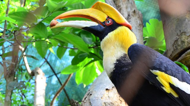 The great Indian hornbill at Nagaland Zoological Park, Nagaland