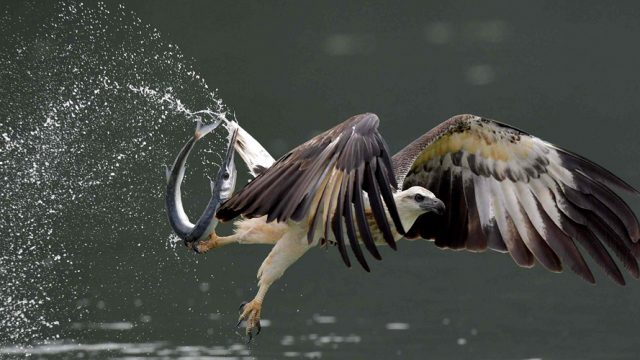 A white-bellied sea eagle with its prey