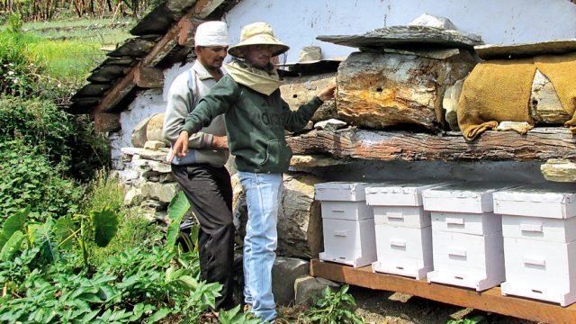 There are efforts to revive beekeeping in Devalsari