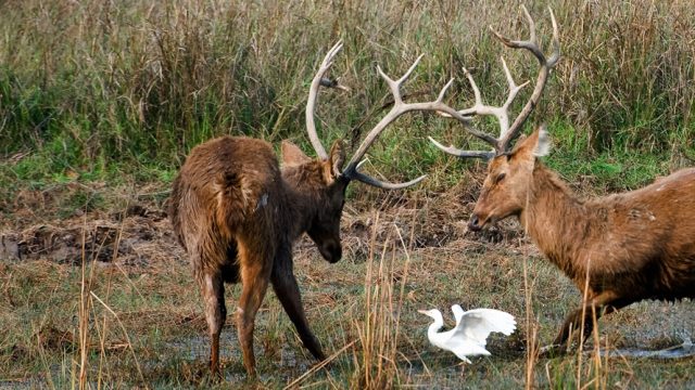 Barasingha males in a duel