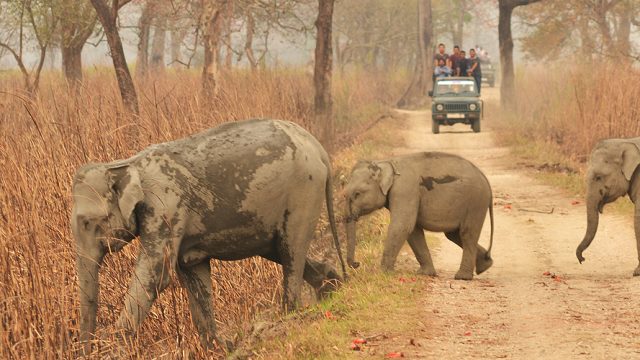 Wild elephants seen at Kaziranga National Park