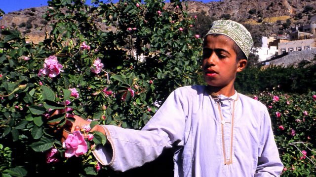 Enjoy rose season in Oman's Jabal Akhdar