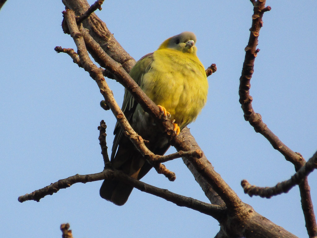 A yellow-footed green pigeon at Kanha