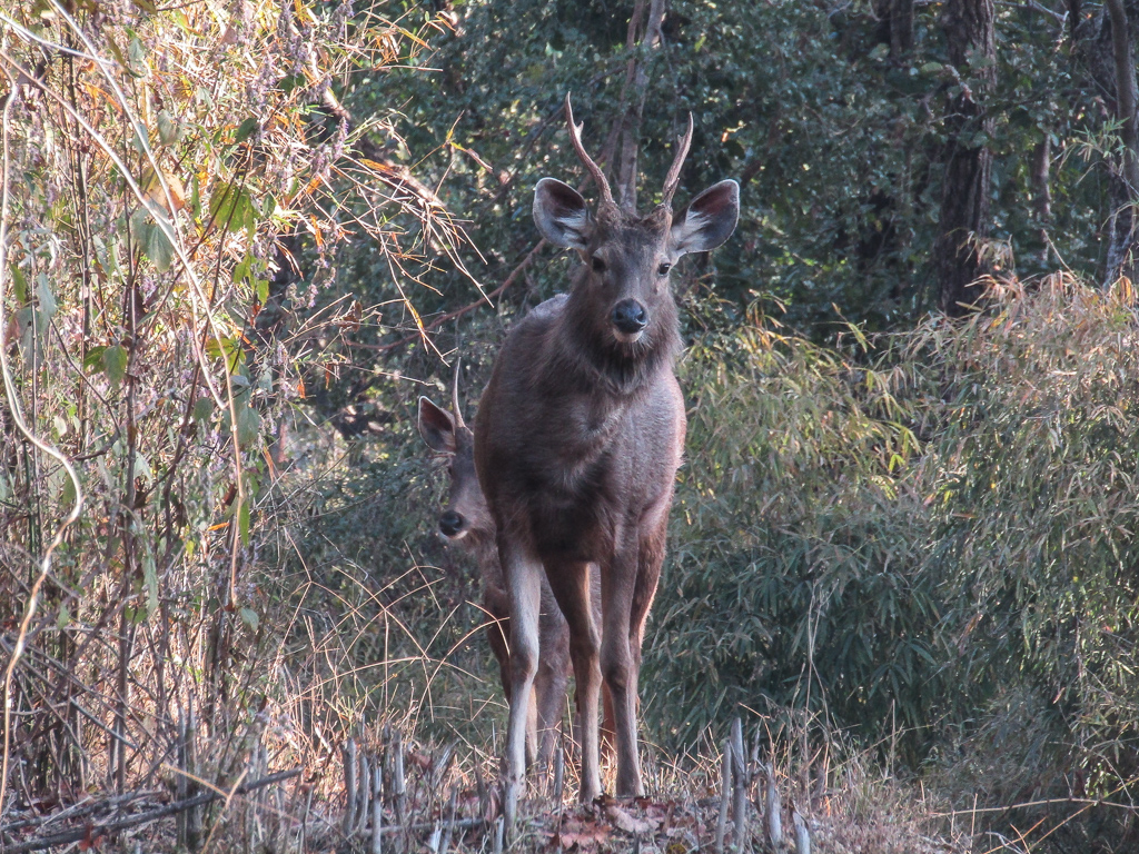 An inquisitive male sambar deer