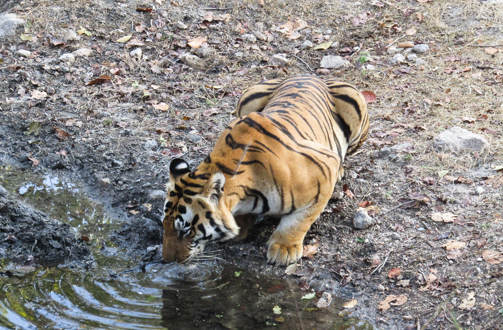 Link-7, a dominant male tiger of Mukki Zone, Kanha National Park