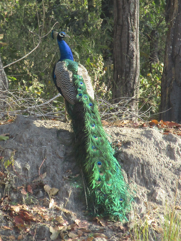 An Indian peafowl sits gracefully