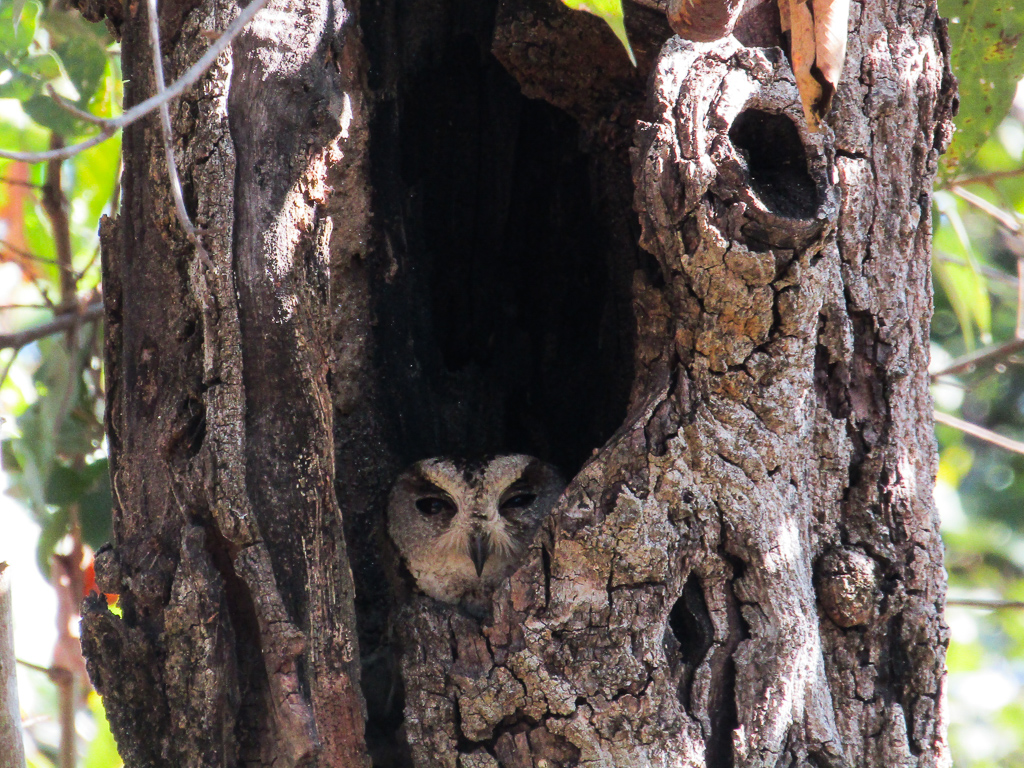 An Indian scops owl